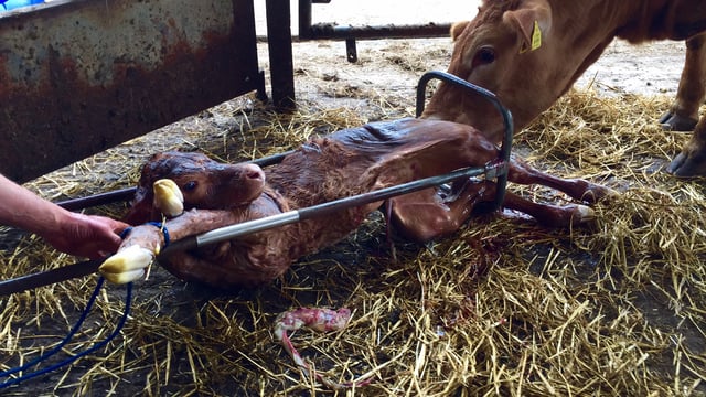 Calving checklist: Have you all the equipment you need?