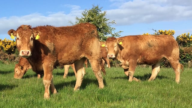 Ireland drops to fifth on EU cattle prices league table
