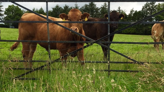 Irish beef exports face difficulties as UK moves to 'lifetime' quality assurance