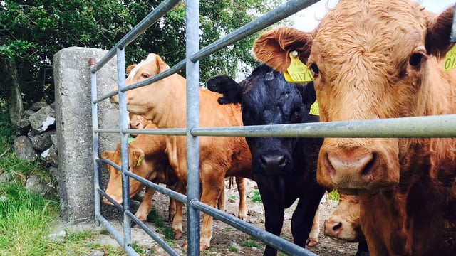 Renewed appeal for info on farmyard cattle raid