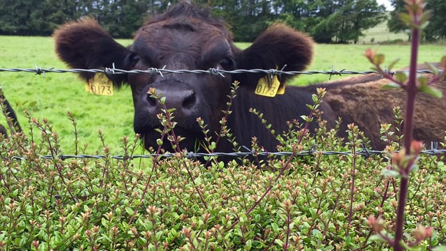 2 weeks left for farmers to apply for NI Environmental Farming Scheme
