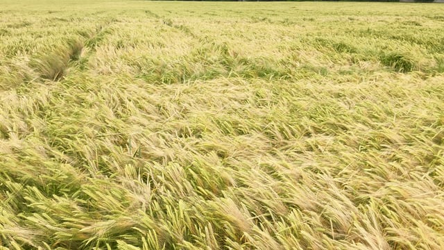 Brussels calls for more information ahead of NI 3-crop rule decision