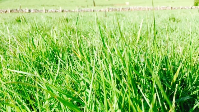 Grass advice: Building begins for autumn