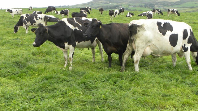Dairy advice: Utilising more grass on our farms this spring