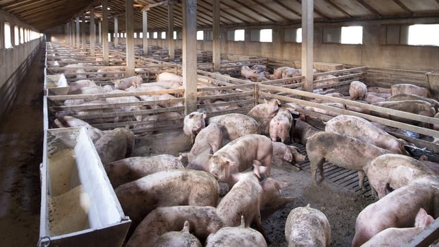 Russian woman bitten to death while feeding pigs