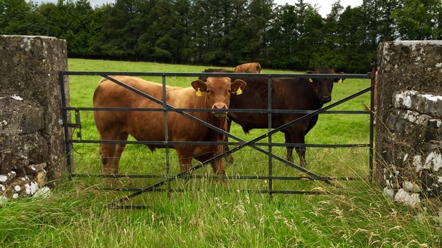 Sun, showers and heavy rain on the way - Met Eireann
