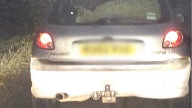 Driver of car stopped with sheep: 'I took it for a treat to McDonald's'