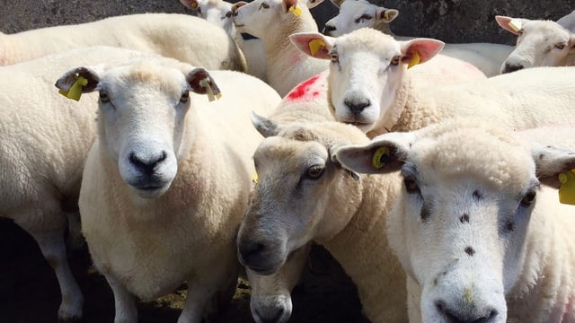 Lamb price gap costing Northern farmers more than £1m