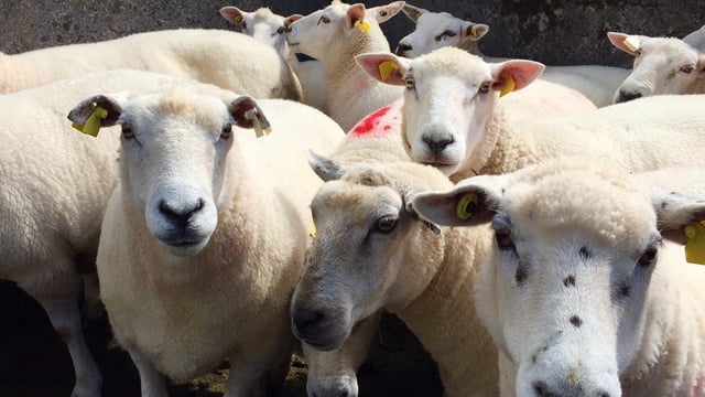 EU sheepmeat production set to increase by 3%