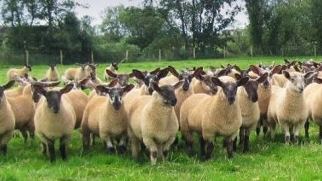 Chinese sheep meat imports recovering, ahead of Irish trade mission