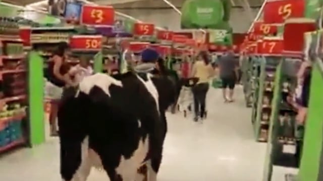 Video: Cows take over supermarket aisle as farmers protest over milk price