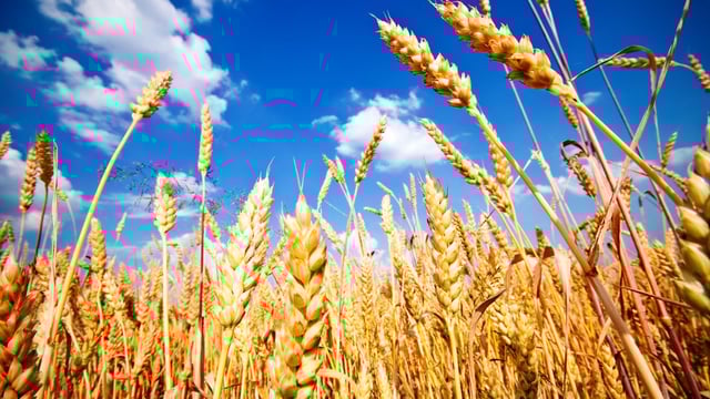 GMOs are being authorised in the EU without Member State support - MEPs