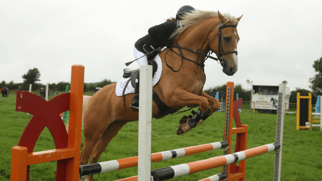 Tullamore Show Results: Horses