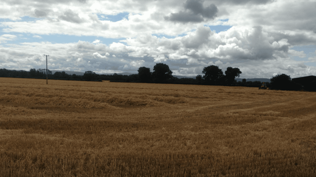 'Good crop yields and quality in Ireland; EU forecasts revised downwards'