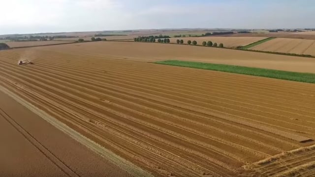 Video: UK farmer smashes world wheat yield record with 16t/ha