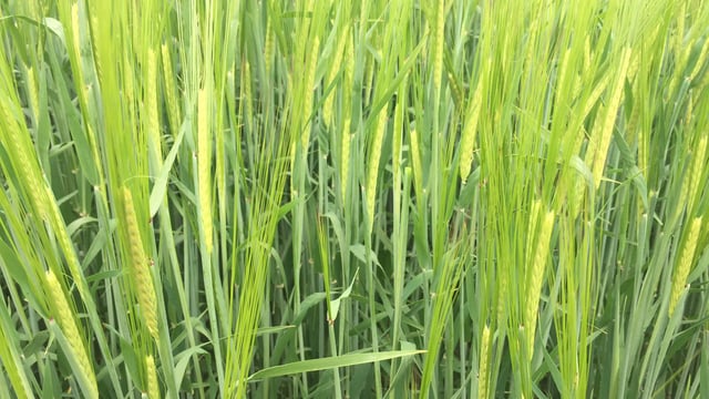 4% of 'mutant' Grain Aphids are resistant to chemical controls in Ireland