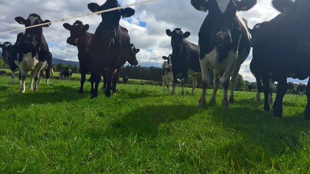West of Ireland milk production surging ahead