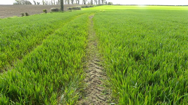 Here is the easiest way to control Black Grass in a direct drilling system