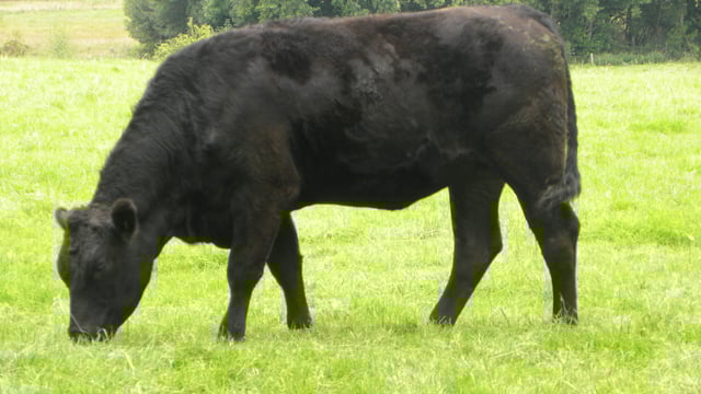 Beef kill falls further - almost 45,000 behind 2014 levels