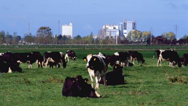 New Zealand dairy farmers get boost as Fonterra increases its forecast payout