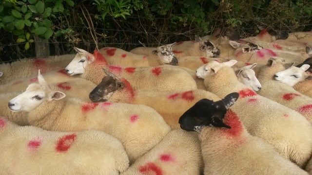 Wintry conditions fail to 'chill' lamb prices