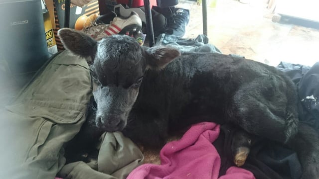 Maxi the premature Angus calf that only measured 59cm at birth!