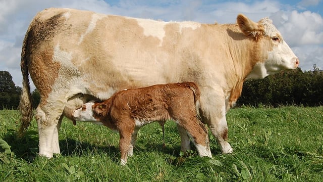 Genomics booklet to be launched by Progressive Genetics at Ploughing