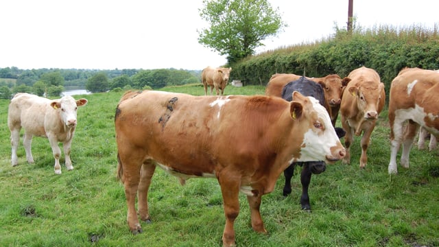 Factories hold beef price for another week - steers still 395c/kg