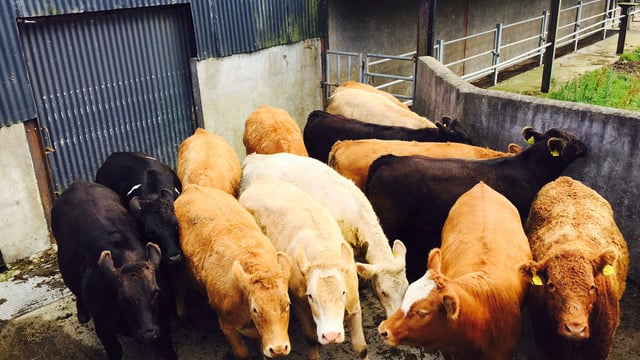 Beef trade: Factories try to keep a cap on prices