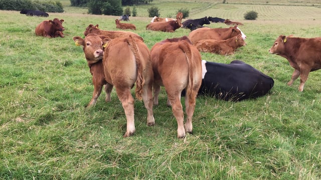 Department says only 2% of farmers have withdrawn from Genomics Scheme