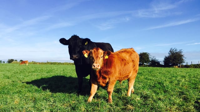 Grass tetany: Keep your eye on cows in the coming weeks