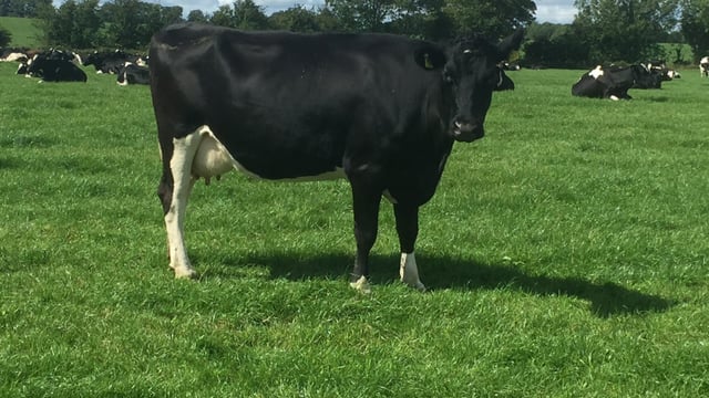 'Very good dairy farmers have little room to make cutbacks'