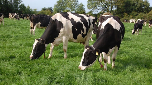 Grass growth continues in right direction as quality remains issue