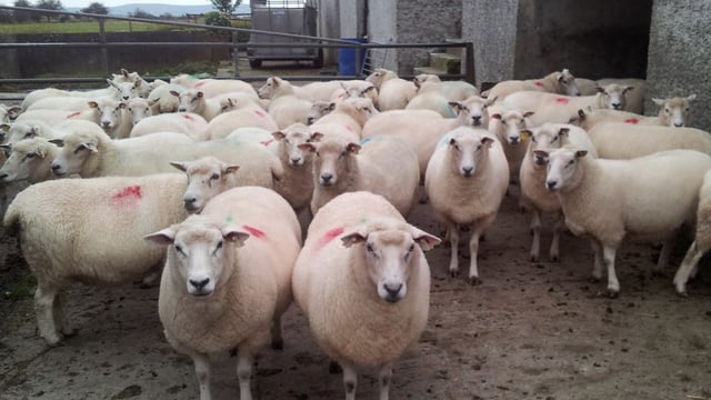 Why raddle might be a great investment on your sheep farm