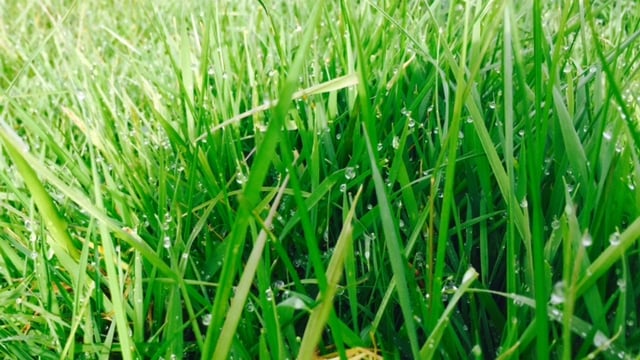 Are you using the best grass variety? Ongoing study throws up changes in performance