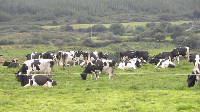 Dairy advice: Drier conditions see a return to grazing for some