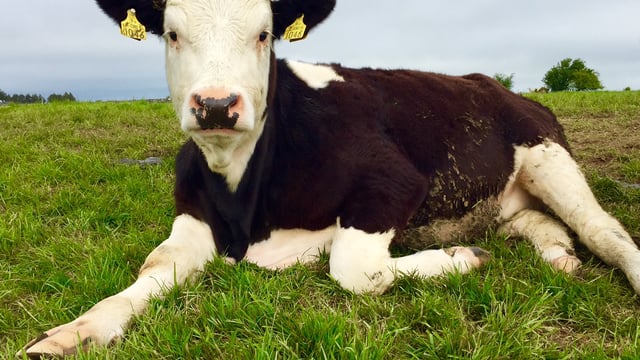 Hereford Prime producer group to increase production by 24% this year