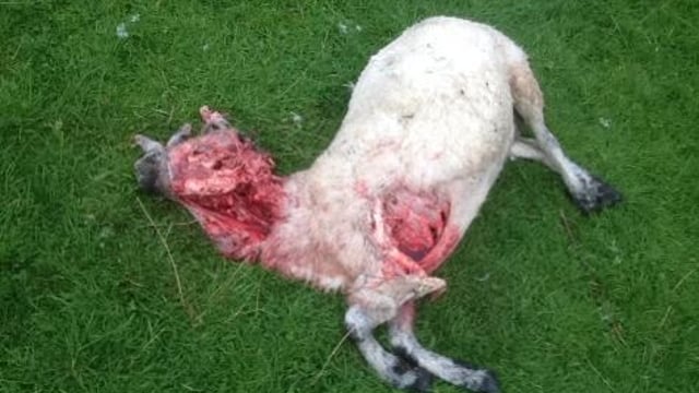 Warning graphic pics: 17 sheep killed in dog attack, 8 still missing