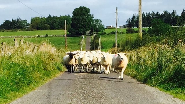 Spring lamb numbers jump as factory prices stabilise