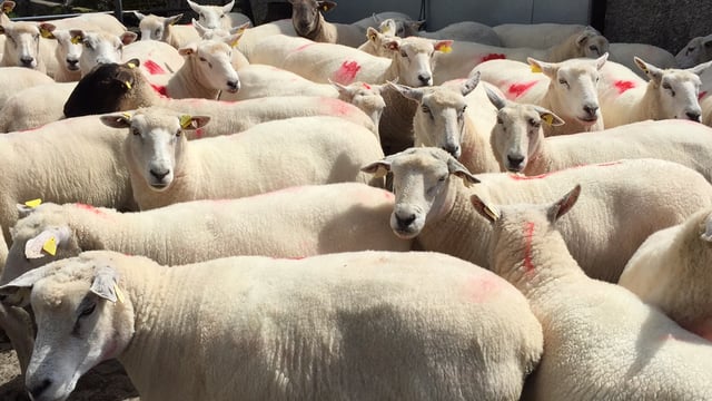 35% of Irish consumers eat lamb on 2 or more occasions each month