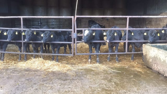 Pics & video: Inside a 500-head beef finishing unit in Cork