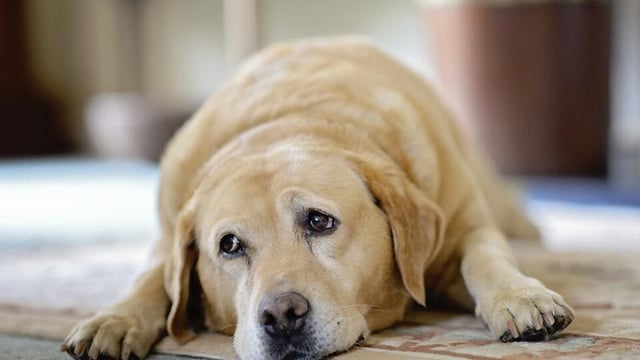 Coveney calls for illegal puppy trade to cease after dogs seized