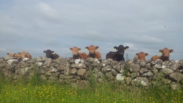 'Dairy farmers get €14m - beef farmers get a forum'