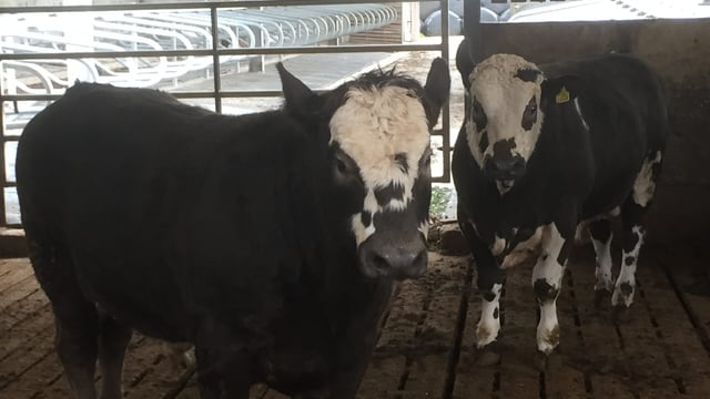 Beef Factories - Little movement in cattle prices as steer quotes sit at 390c/kg