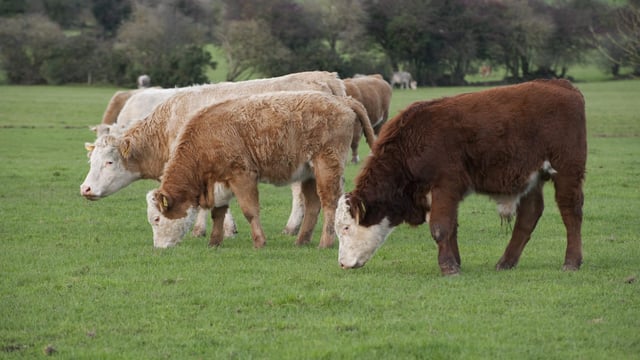 Enter our competition to win €1,000 worth of MSD Animal Health products