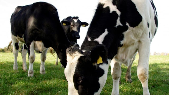 What are the production drivers within dairy?