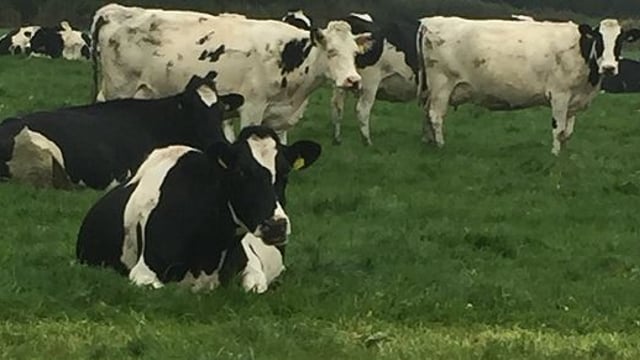 Dairy expansion rests on the farms ability to grow grass - Teagasc/Glanbia farm walk