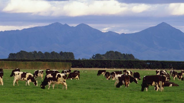 'Dairy prices unlikely to reach 2013 levels over next few years'