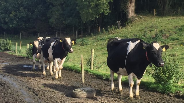 White line and sole bruising a huge risk as grazing kicks off