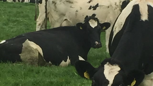 'Worms an increasing problem within dairy herds'